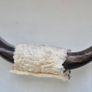 Polished Mounted Bull Steer Horns Rustic Western Decor Image 3