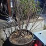 Blackcurrant Plant Image 2