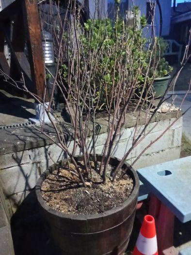 Blackcurrant Plant