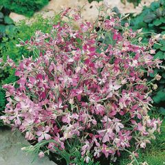 (S) Night Scented Stock Matthiola seeds 4g (882976)