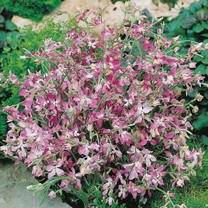 (S) Night Scented Stock Matthiola seeds 4g (882976)