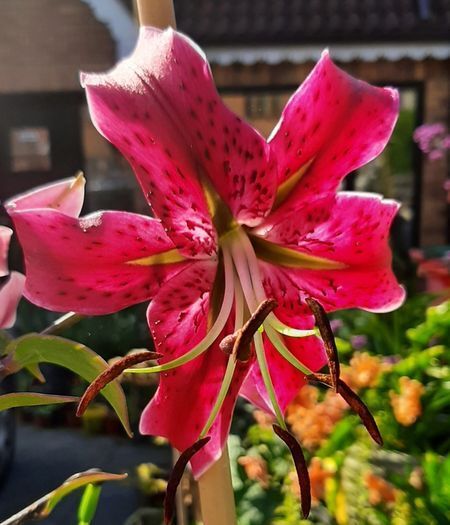 Lily Miss Feya Bulbs