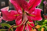 Lily Miss Feya Bulbs