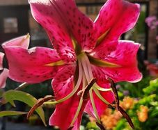 Lily Miss Feya Bulbs