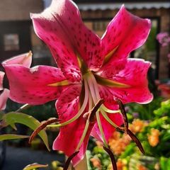 Lily Miss Feya Bulbs
