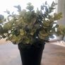 3 Decorative House Plants Image 2