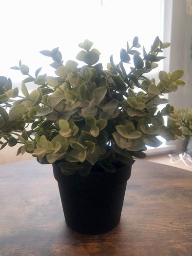 3 Decorative House Plants