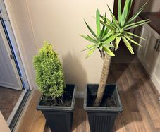 Yucca and lemon cypress