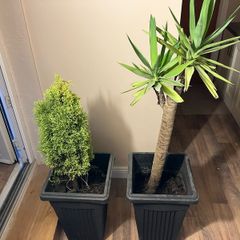 Yucca and lemon cypress