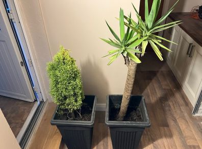 Yucca and lemon cypress