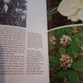Robin Lane Fox / Variations on a Garden / 1st. Ed. /1974 Image 8