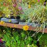 Shrubs and Plants Image 3