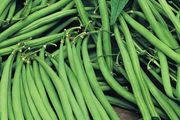 (B) Dwarf French Beans Maxi 10g (30 seeds) (124602)