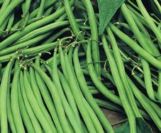 (B) Dwarf French Beans Maxi 10g (30 seeds) (124602)