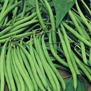 (B) Dwarf French Beans Maxi 10g (30 seeds) (124602)