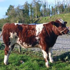 Heifer