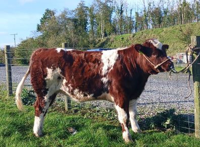 Heifer