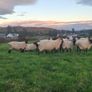 Quality breeding Ewes Image 7