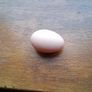 buff orpington hatching eggs Image 4