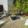 garden plants Image 5
