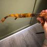 Oakley Frogskins - Acid Tortoise Orange Image 4