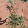 Acacia Baileyana (Cootamundra Wattle / Golden Mimosa) Image 3
