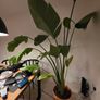 Plant Strelitzia Image 3