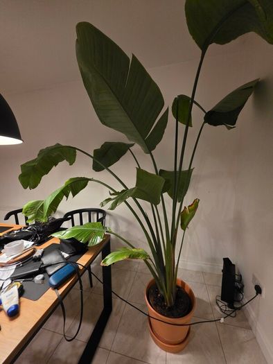 Plant Strelitzia