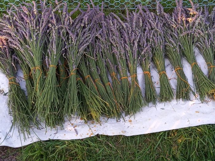 Lavender From Our Garden to Your Home