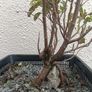 Native Irish Cherry Tree Bonsai Image 4