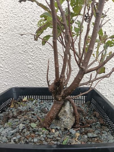 Native Irish Cherry Tree Bonsai