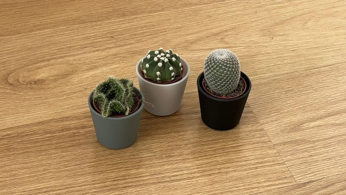 Mini Cactus Set Succulent Plants