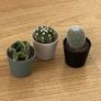 Mini Cactus Set Succulent Plants Image 2