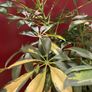 Plant Image 4