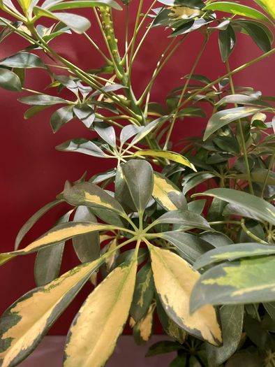 Plant