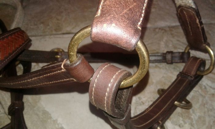 Bridle /bitless