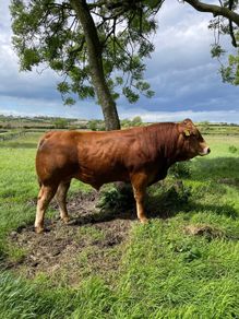 Limousin Bull