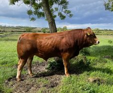 Limousin Bull