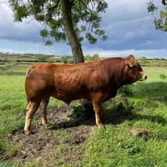 Limousin Bull
