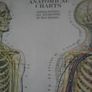 Antique Adam Rouilly Medical Chart Image 3