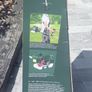 Petrol Strimmer (new) Image 2