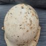 Irish Army Vickers Helmet White Image 3