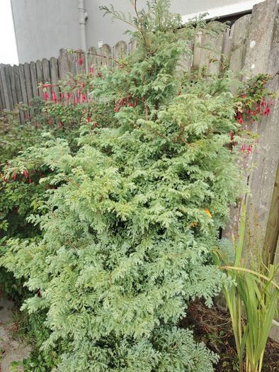 plant