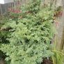 Plant Image 2