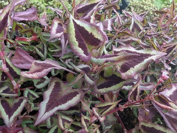 Offshoots, Divisions and Seedlings