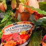 Summer Bedding Flowers, Trailing Plants Image 8