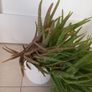 Aloe Vera plant with ceramic pot Image 2
