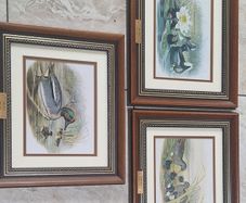 John Gould Framed Vintage Prints - Set of 3