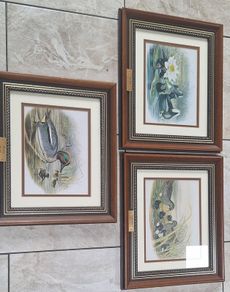John Gould Framed Vintage Prints - Set of 3