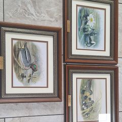 John Gould Framed Vintage Prints - Set of 3